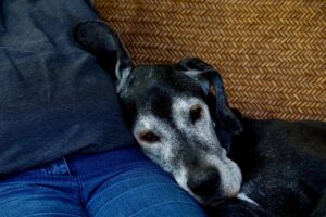 Dog cloud beds can enhance your dog's life now and into the future