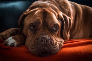 Dog cloud beds can enhance your dog's life now and into the future