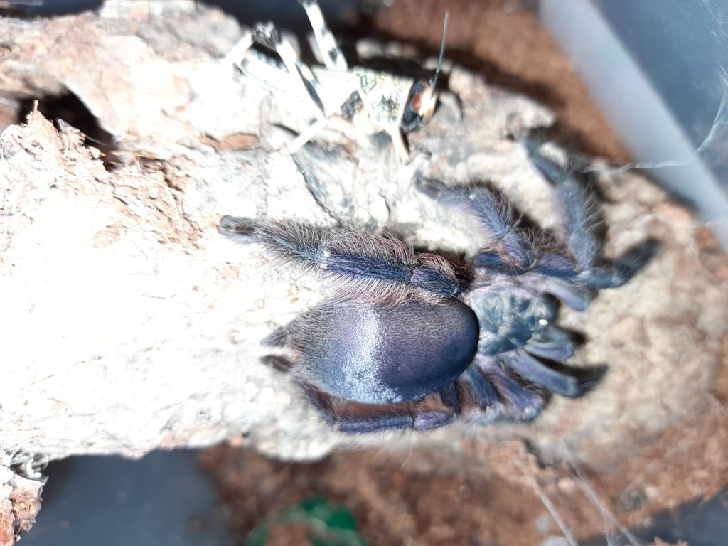 Tapinauchenius violetus (Purple Tree Spider Tarantula Care Sheet)