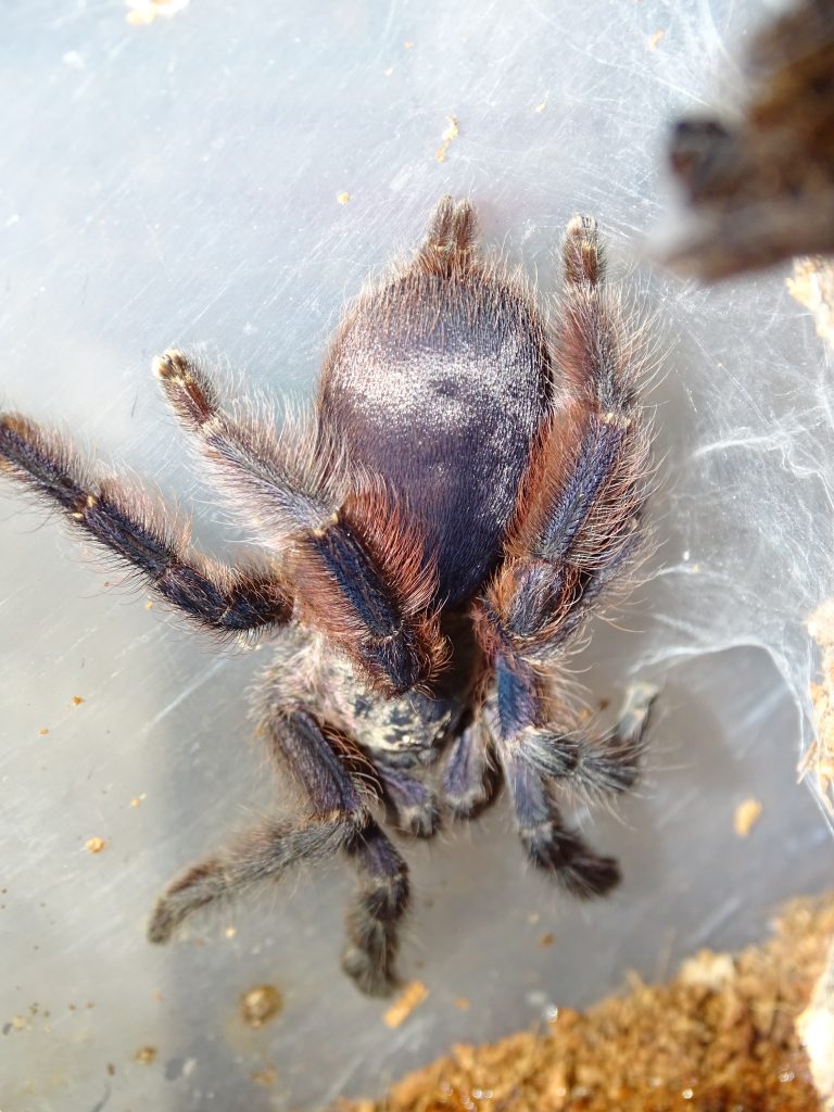 Tapinauchenius violetus (Purple Tree Spider Tarantula Care Sheet)