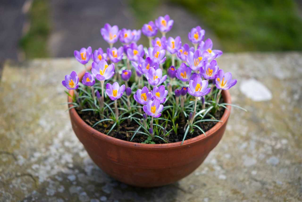 Crocus Tommasinianus in a pot in a spring garden