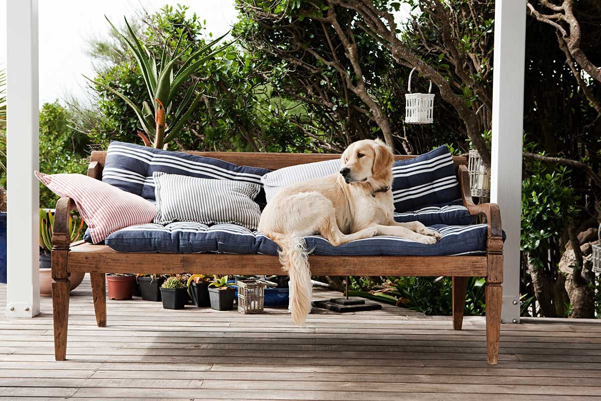 Dog on Outdoor Cushion with Pet Stain