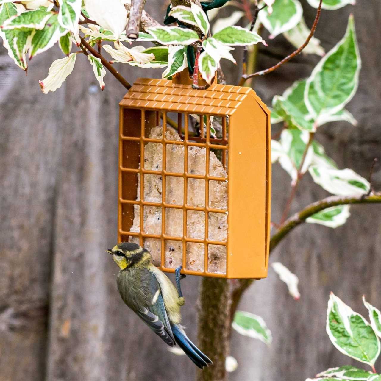 Juvenile bluetit perched on a garden suet feeder