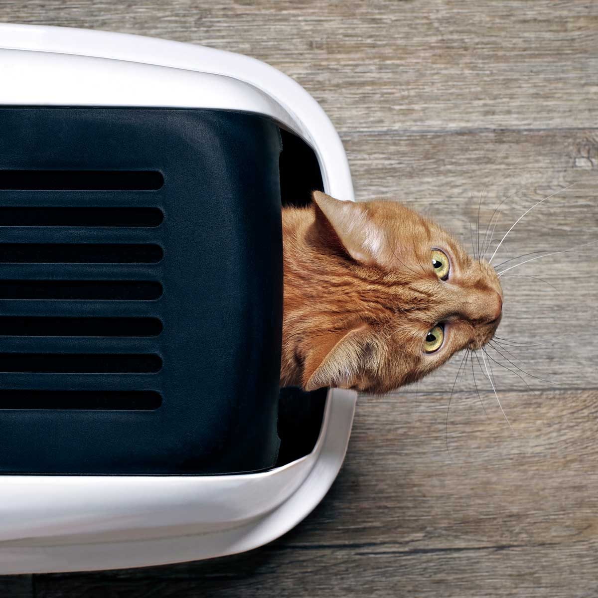 Cat litter box