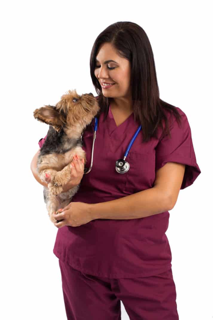 Small dog being held by a veterinarian