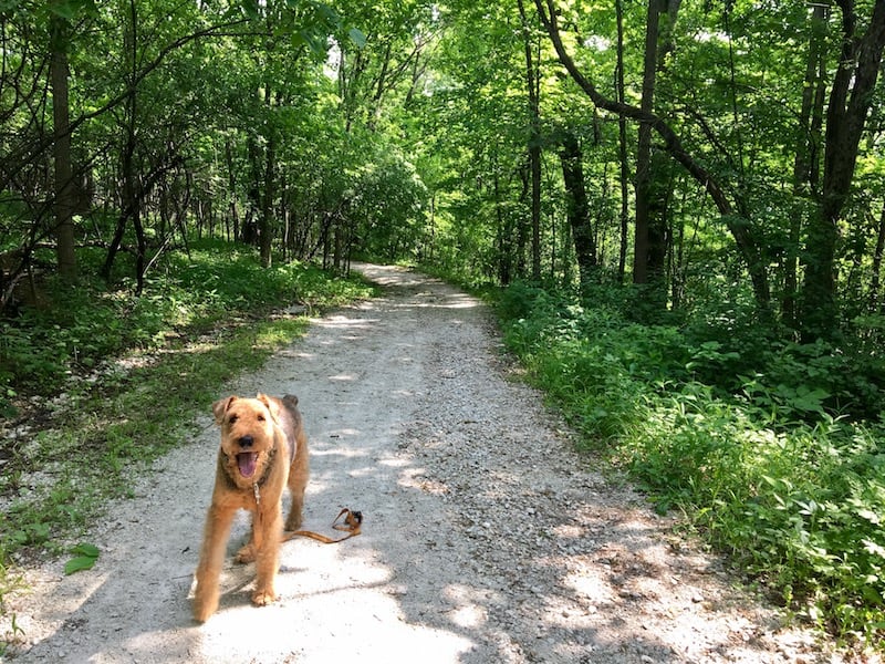 Dog-Friendly Hiking Near Chicago | GoPetFriendly.com