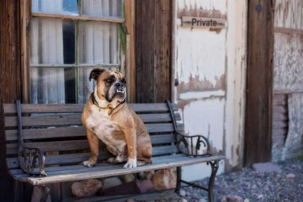 Bulldog sitting on a bench in a pet friendly ghost town
