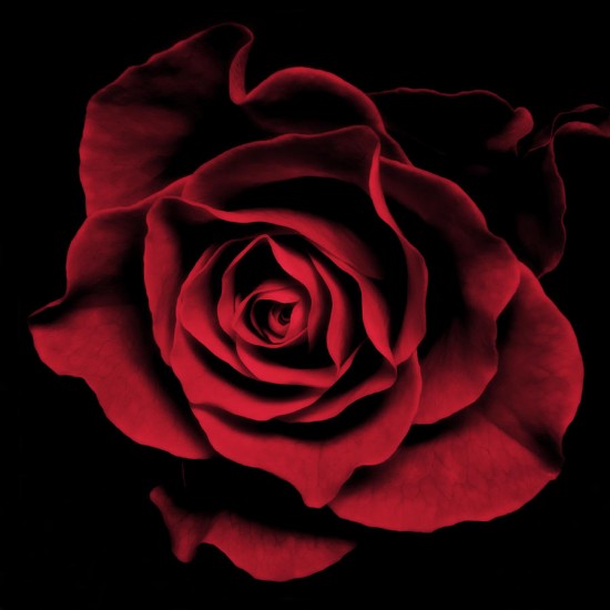 red-rose