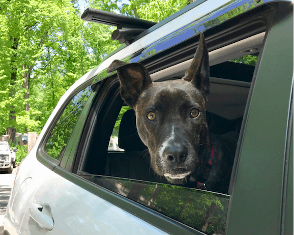 Brindle dog in the back seat of a car on a cross country road trip