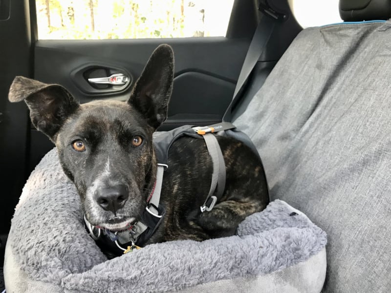 Brindle dog buckled up in the car in a crash-tested dog harness from Ruffwear