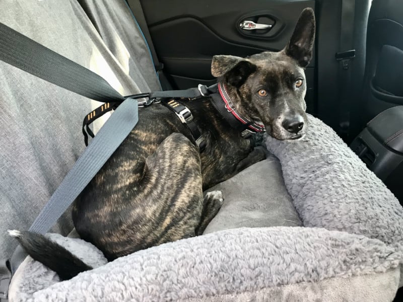 Brindle dog buckled up in the car in a crash-tested dog harness from Kurgo
