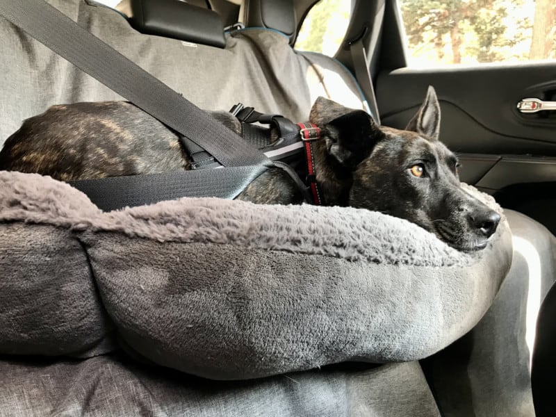 Brindle dog buckled up in the car in a crash-tested Sleepypod Terrain dog harness 