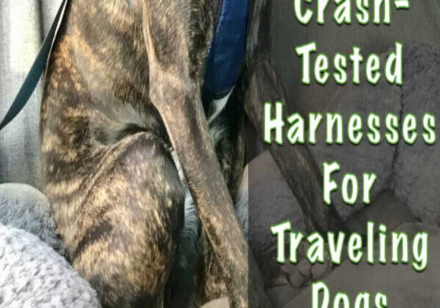 Best Crash-Tested Dog Harnesses For Traveling By Car