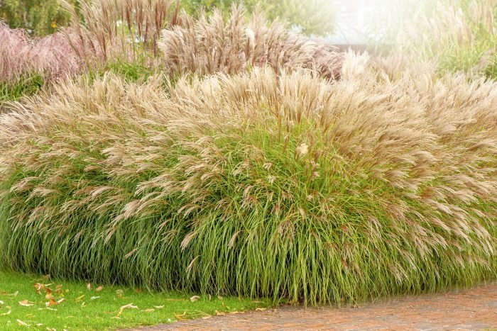 when to cut back ornamental grasses