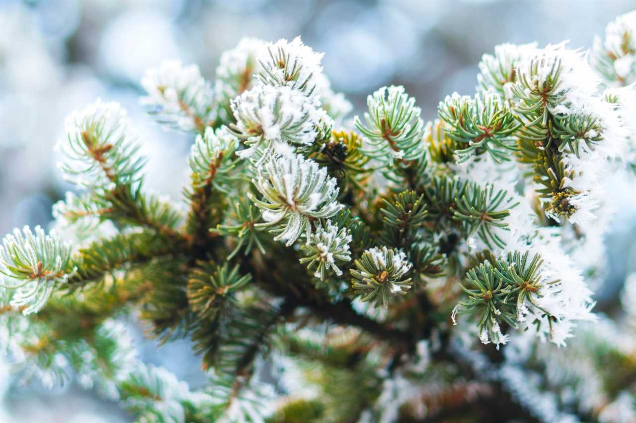 Hoarfrost on fir tree leaves in snowing in winter garden. Frozen spruce with snow flakes background.