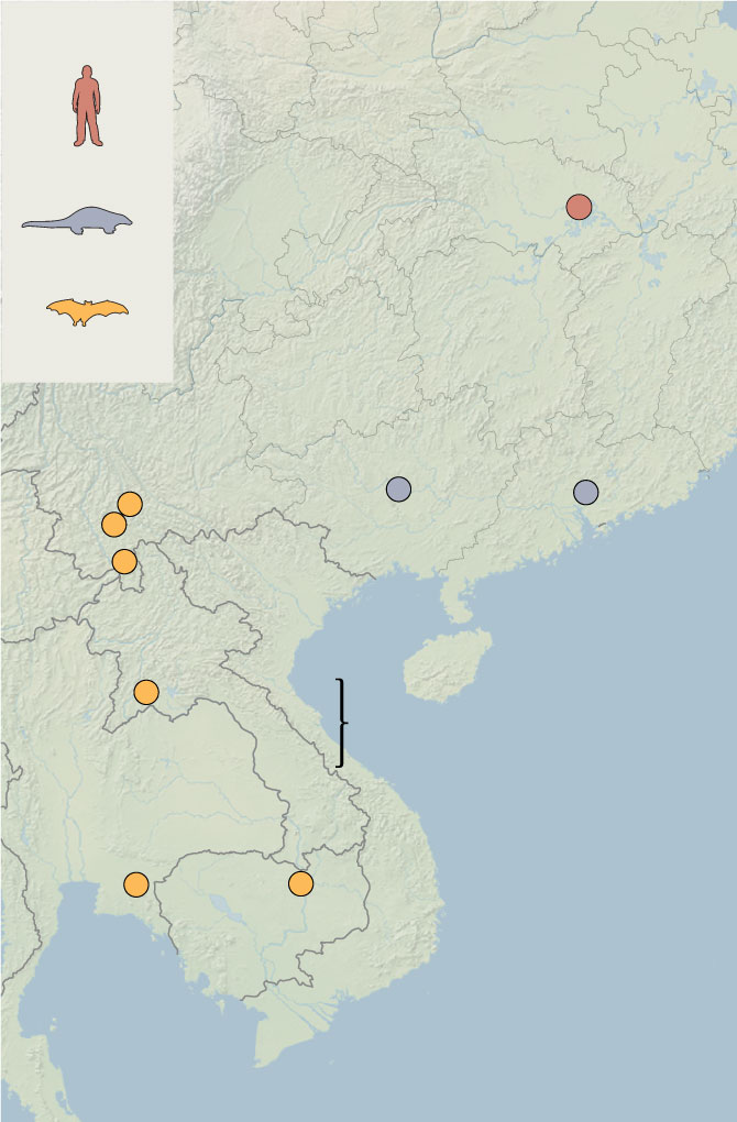 Recent discoveries of bat viruses give clues about Covid's origins