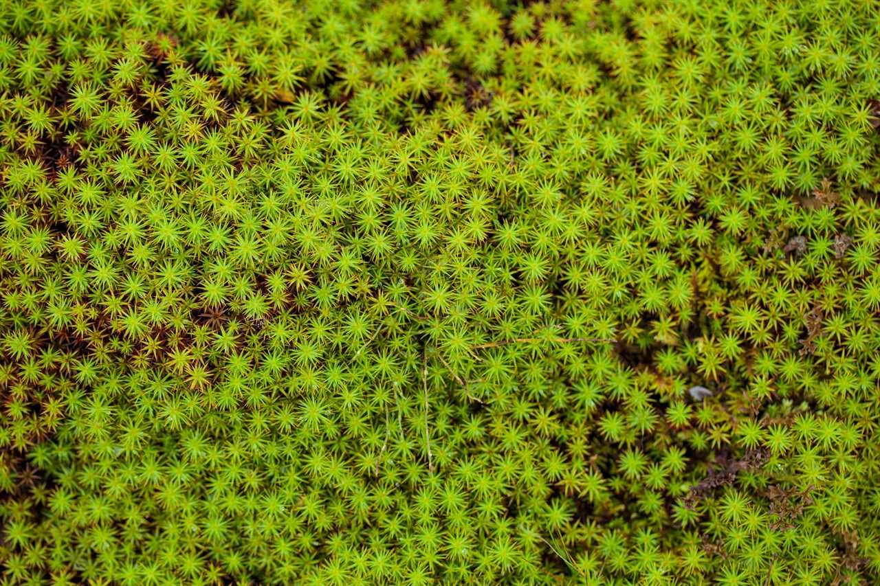 peat moss (Sphagnum palustre), Sphagnum, or peat-moss Girgenzona (Sphagnum girgensohnii Russ), macro