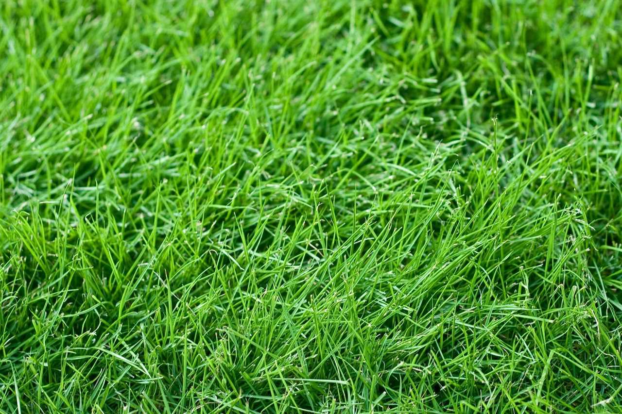 close up of tall fescue grass