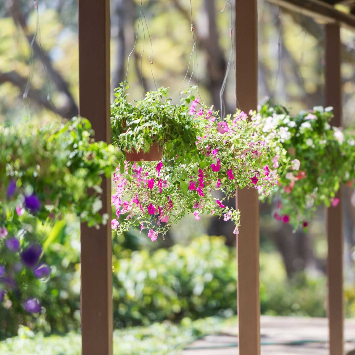 Outdoor Hanging Plants 