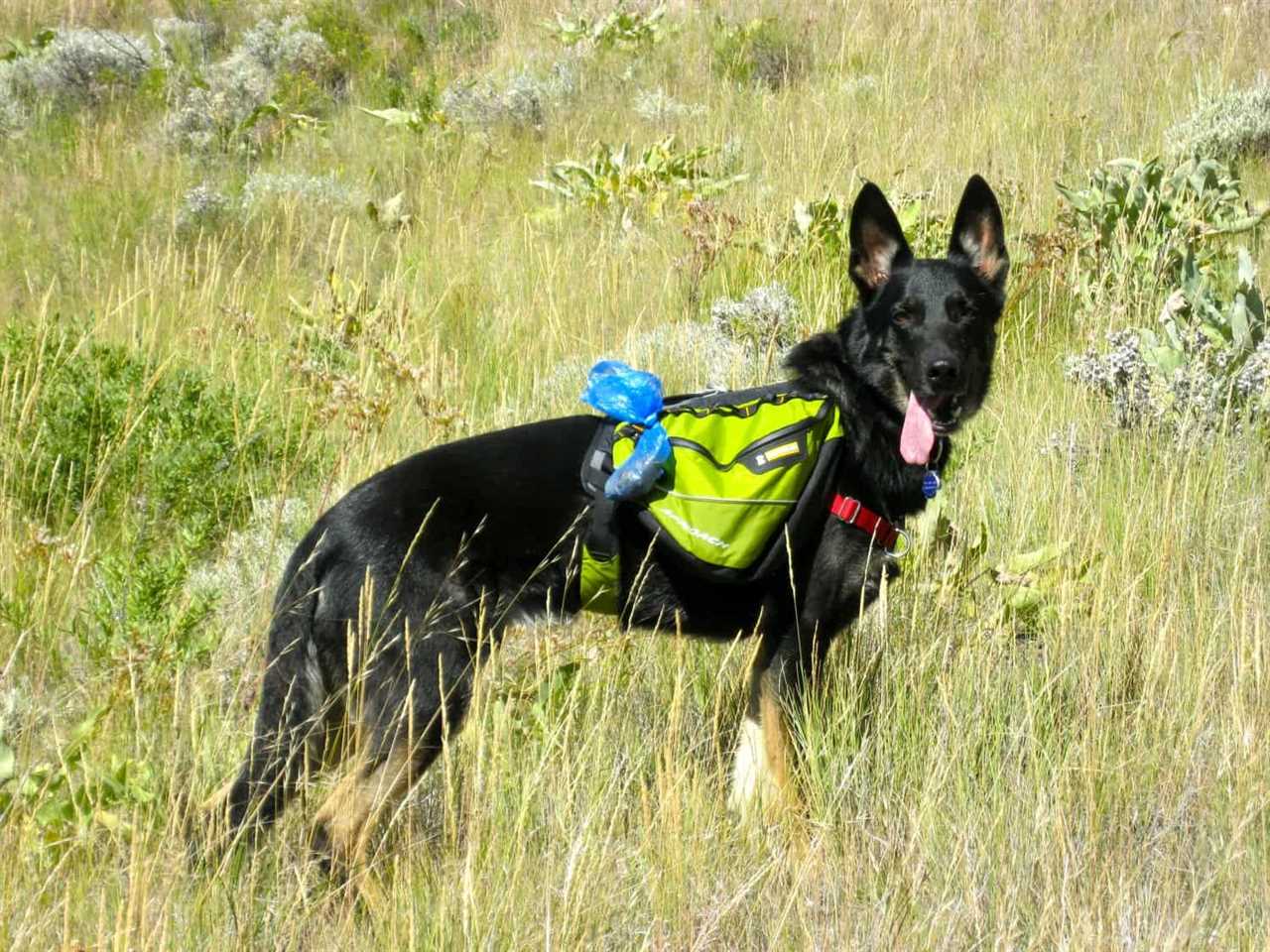 Buster Hiking Snow King in Jackson, WY