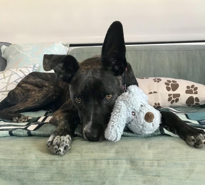 Brindle dog cuddling a stuffed grey puppy