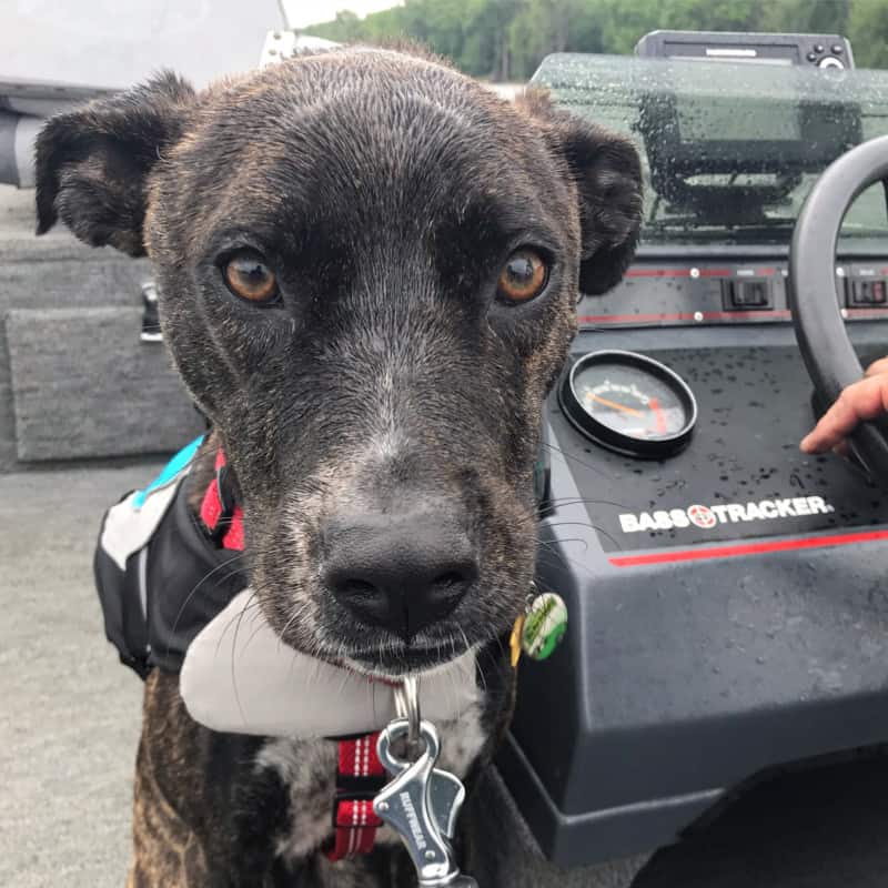 Sad looking wet dog on a boat