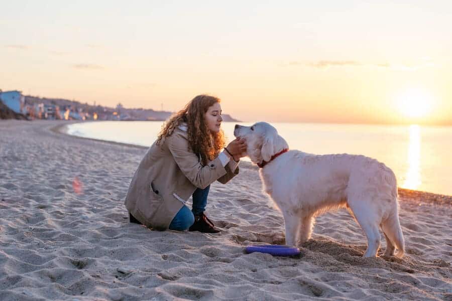 Pet travel essentials: Don't leave home without them