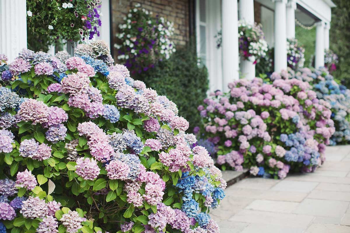 Pink And Blue Hydrangeas