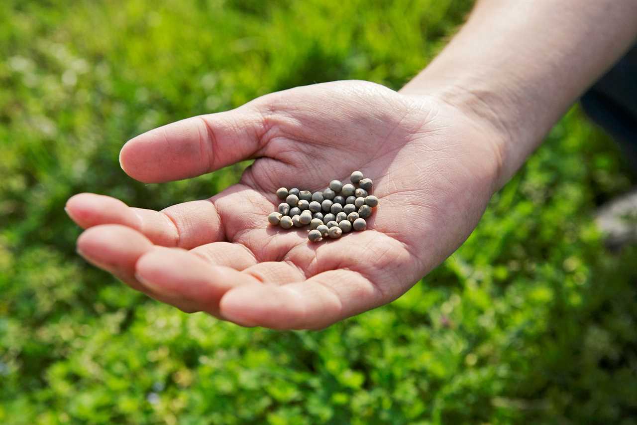 seeds from garden