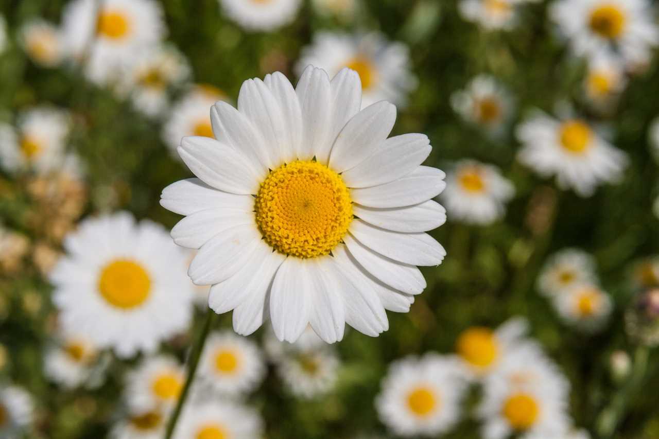 daisies 