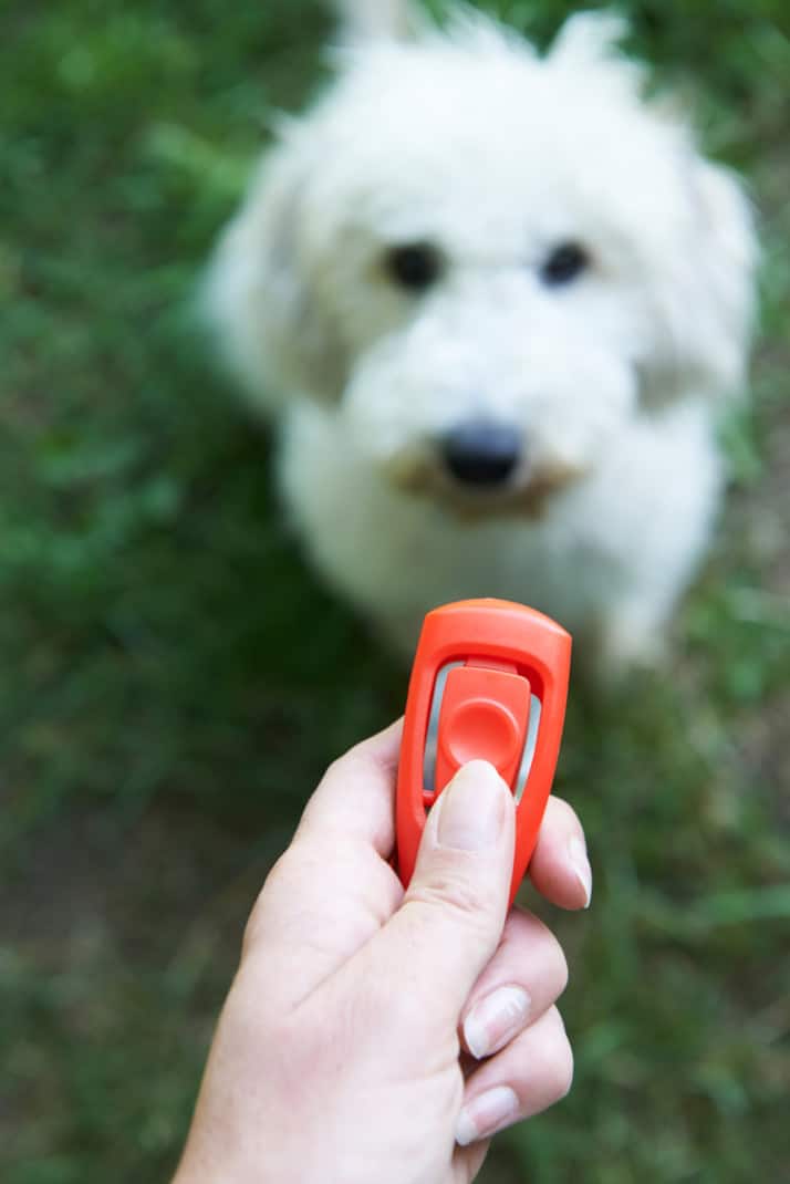 Pet Owner Training Dog Using Clicker