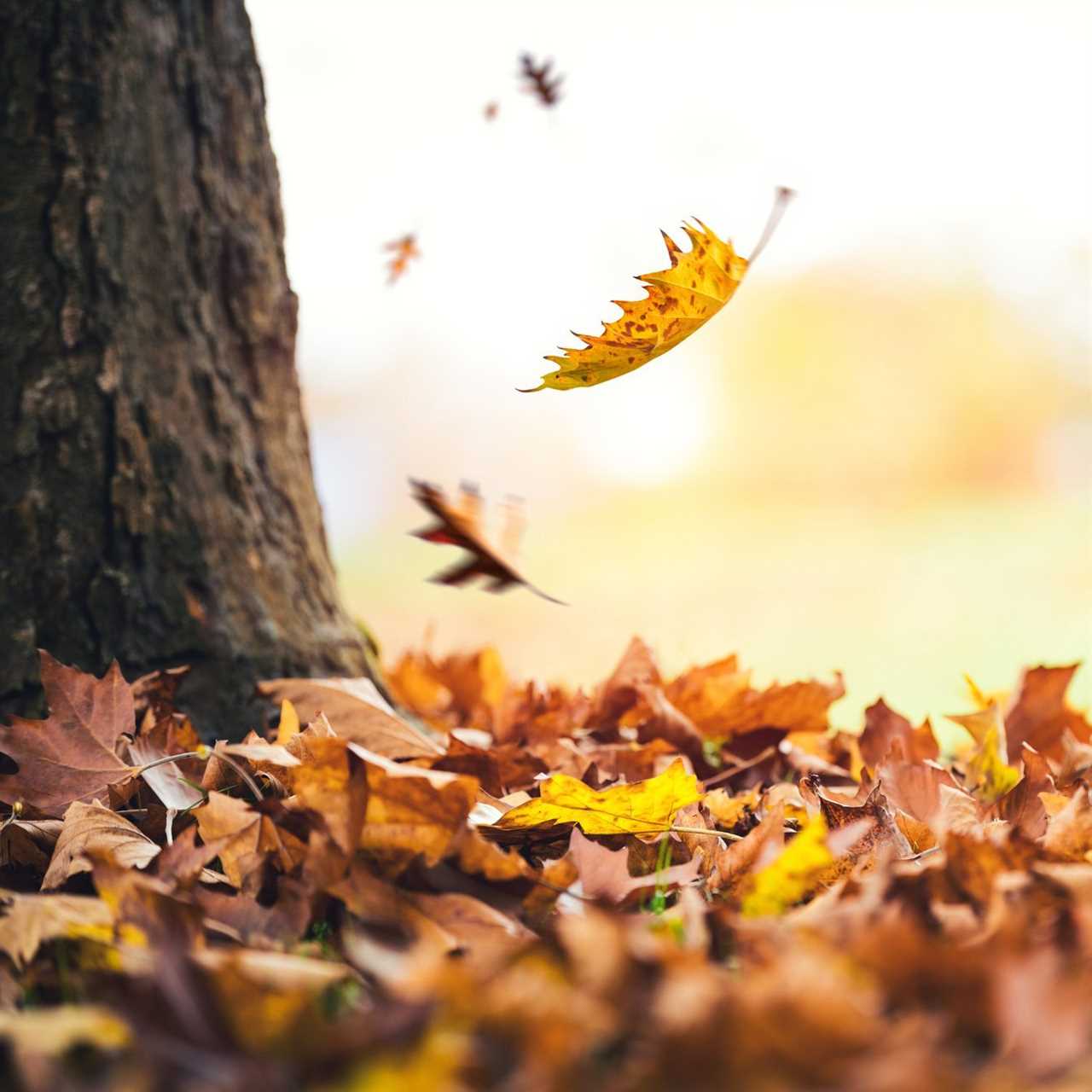 Autumn Leaves Falling From The Tree