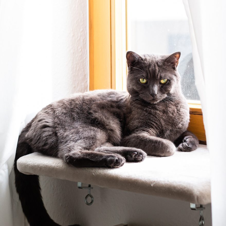 Dozy cat resting on a window seat in the warmth of the sunshine