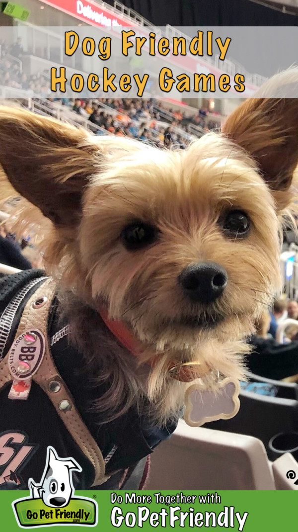 Small terrier dog at a dog friendly hockey game