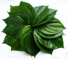  Lose Weight With Betel Leaves