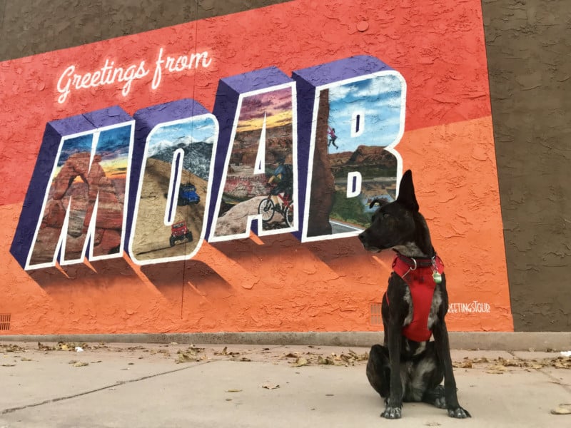 Brindle dog in red harness sitting in front of a "Greetings from Moab" mural in Moab, UT