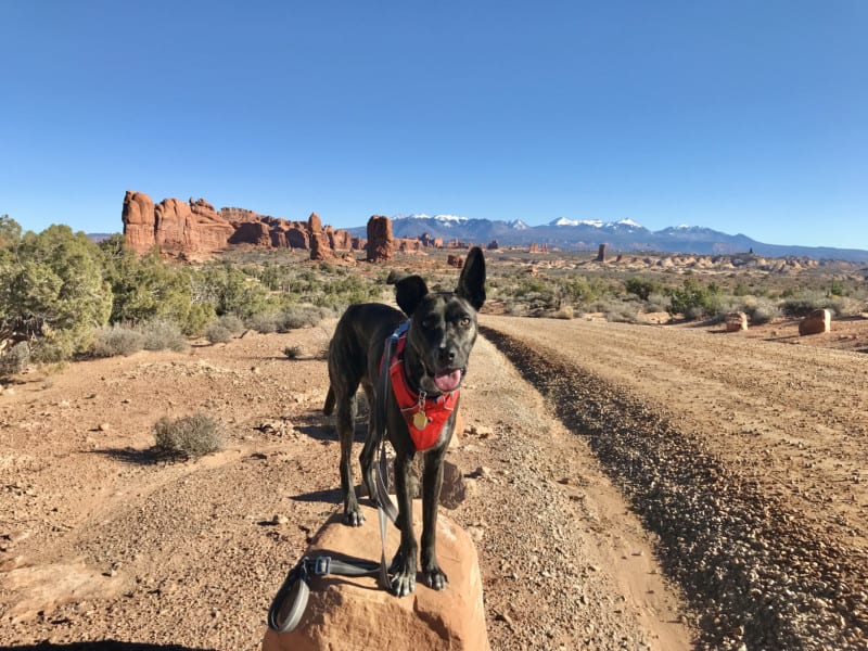 Brindle dog in a red harness standing on a rock in Arches National Park - Moab, UT