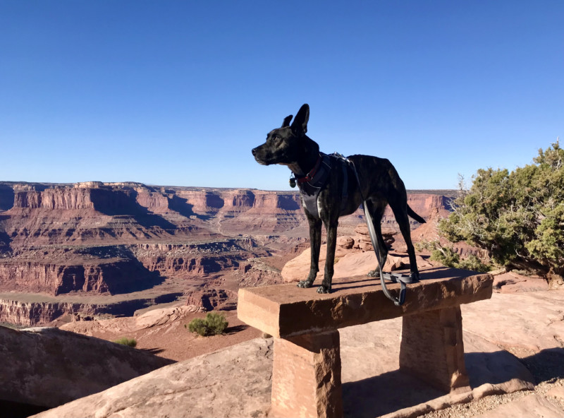 Brindle dog standing on a bench in Dead Horse Point State Park near Moab, UT