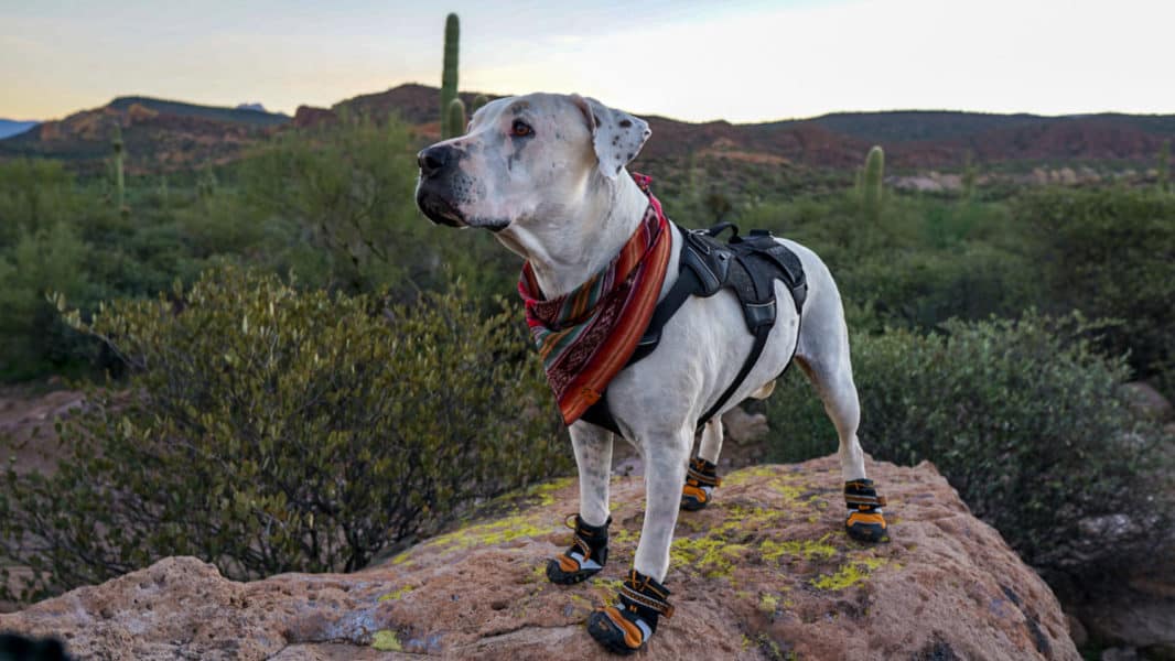 Cool Whip the dog wearing Kurgo's Step-N-Strobe Dog Boots