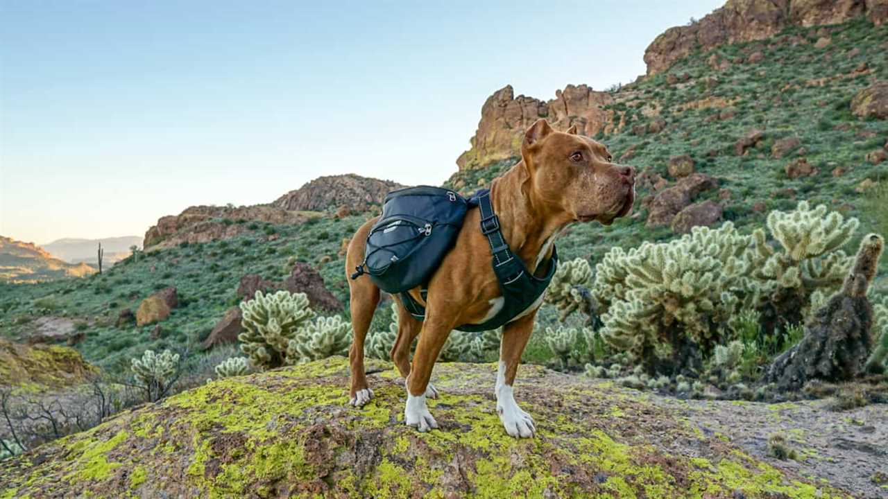 Hercules the pitbull dogs posing in a Bay Dog backpack with mountains in the background