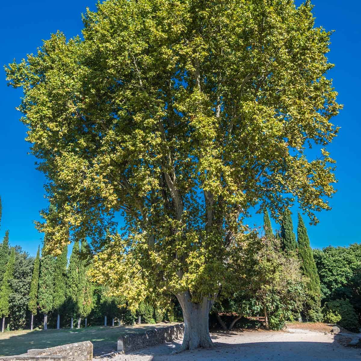 London Plane Tree Gettyimages 1167755514