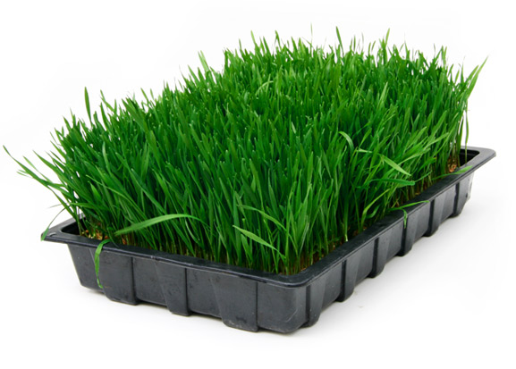 wheat-grass