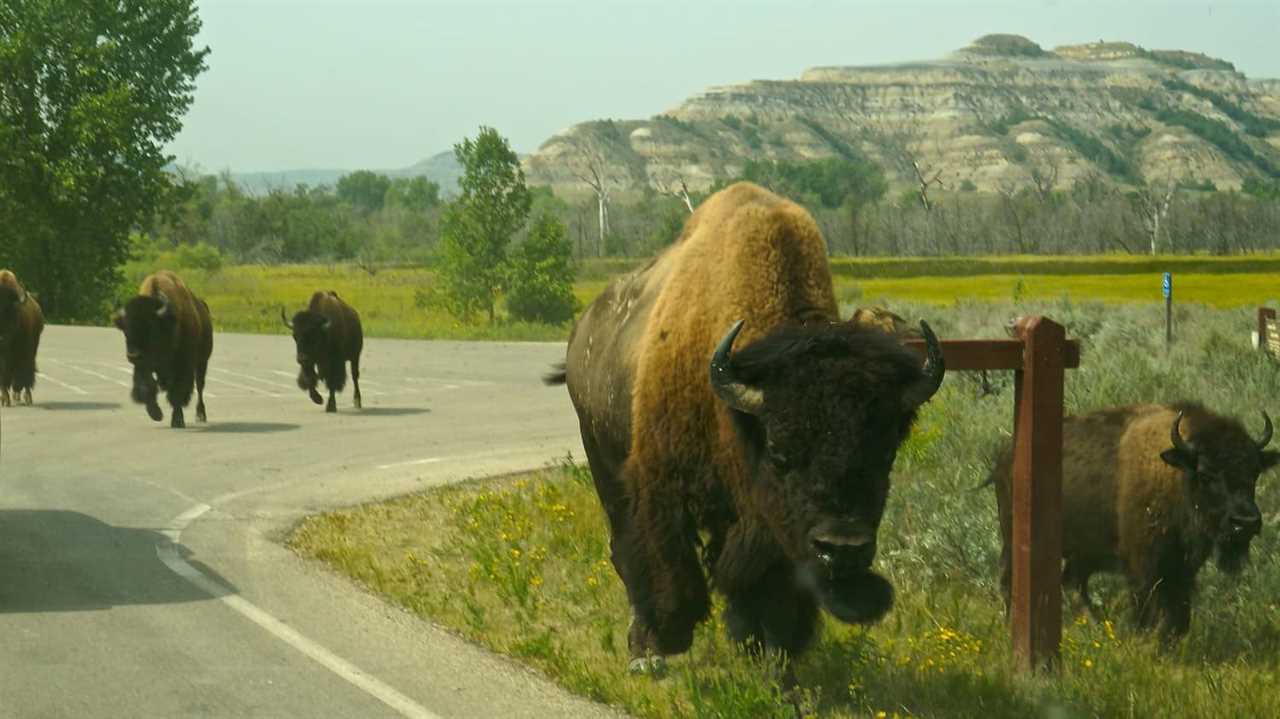 Theodore Roosevelt National Park - Medora, ND