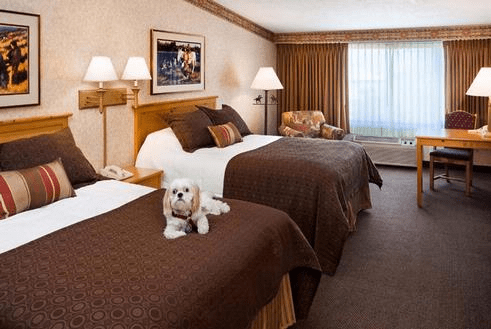 Small white dog laying on a bed in a pet friendly hotel room