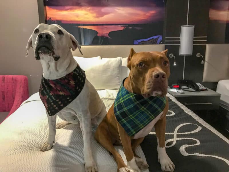 Cool Whip and Hercules, two pitbulls, sitting on the bed at a pet-friendly hotel