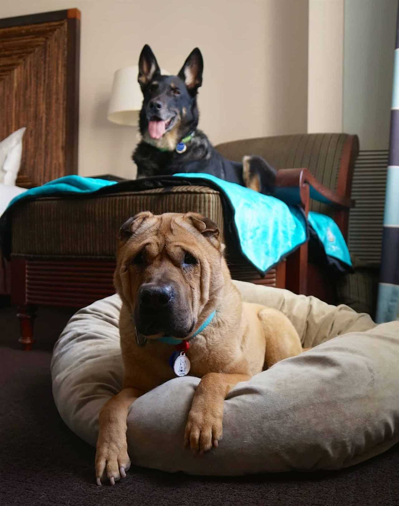 Dogs - Ty and Buster at Hotel Salomar - San Diego, CA