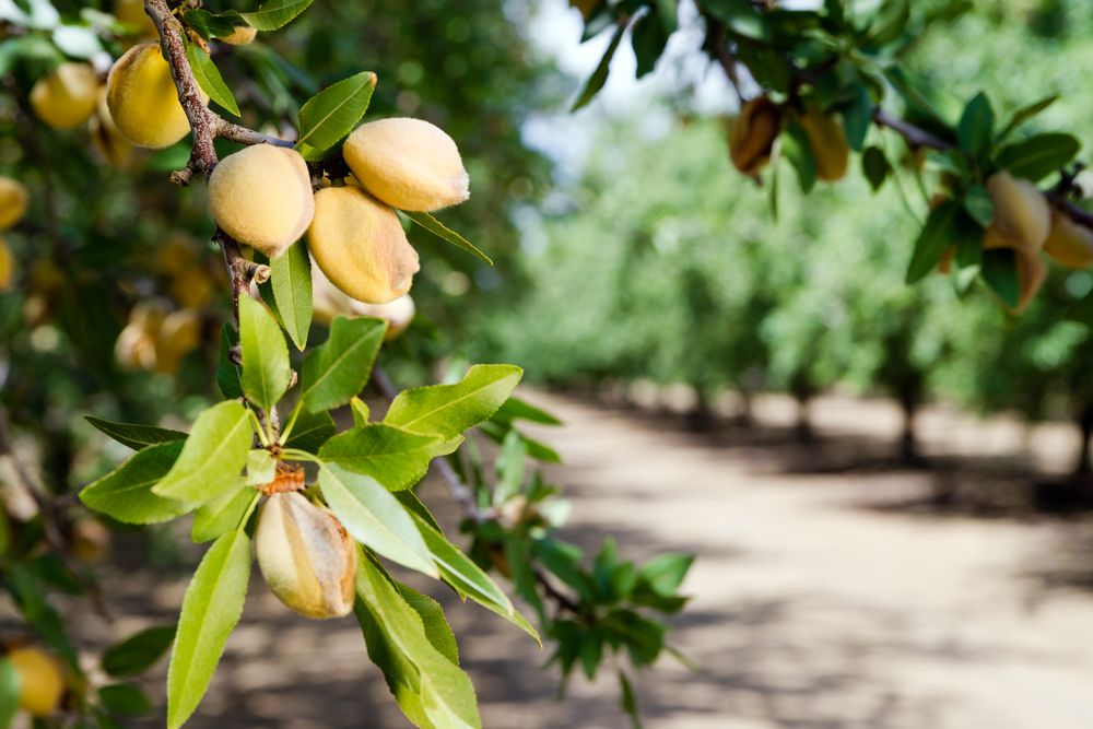 Almond growing problems