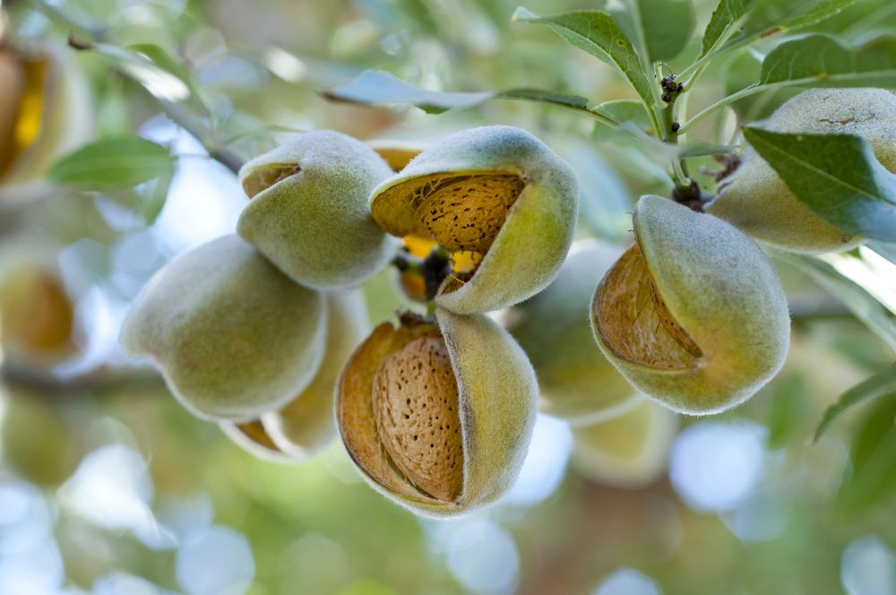 Almond growing problems rotting nut hulls