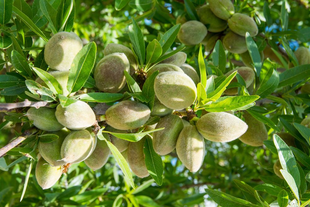 Almond growing problems no flowers