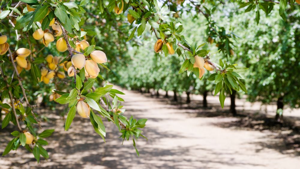 Almond growing problems not producing nuts